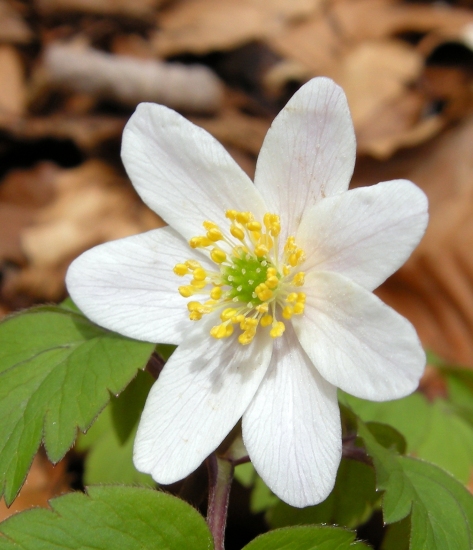 Anemone nemorosa / Anemone dei boschi